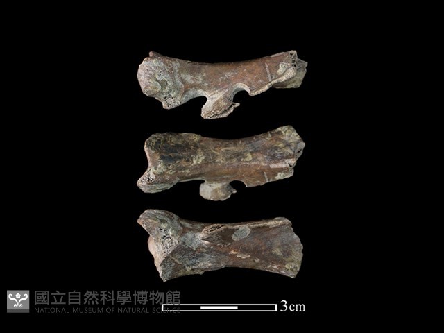 獐骨藏品圖，第1張