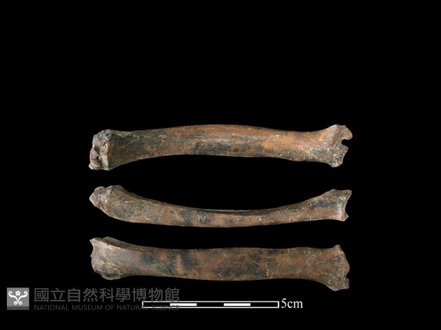 山羌骨藏品圖，第1張