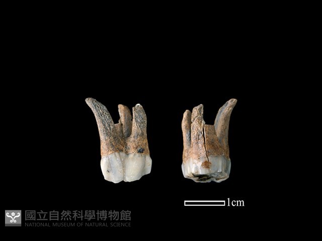 豬骨藏品圖，第1張