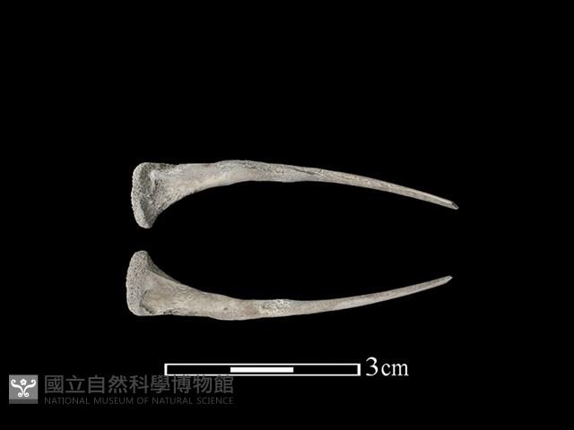 雉科骨藏品圖，第1張