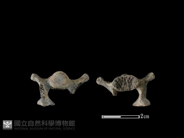 狗骨藏品圖，第1張