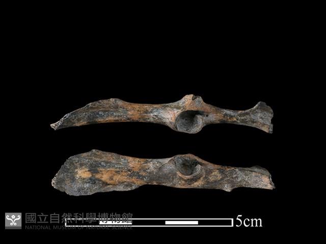 台灣野兔骨藏品圖，第1張