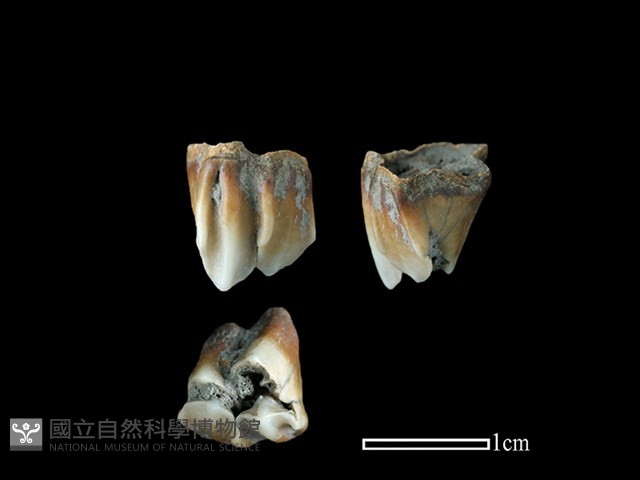 山羌骨藏品圖，第1張
