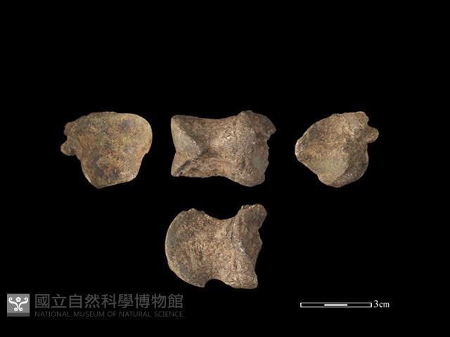 豬骨藏品圖，第1張