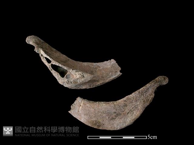 豬骨藏品圖，第1張