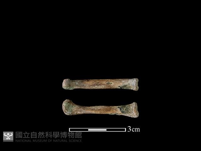 狗骨藏品圖，第1張