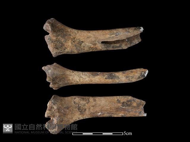 梅花鹿骨藏品圖，第1張