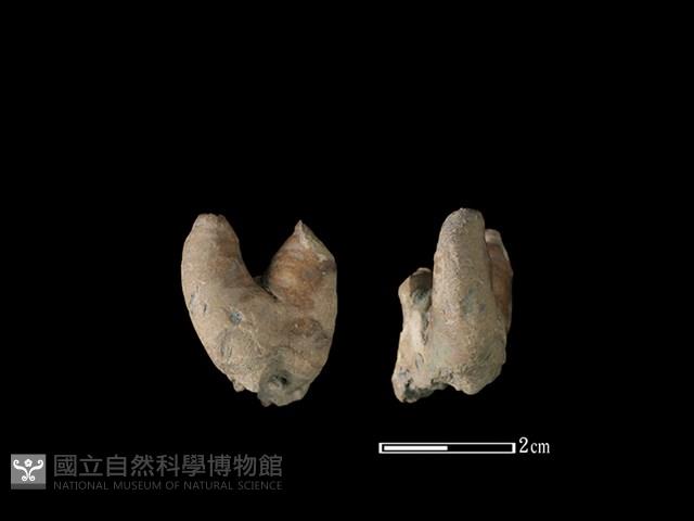 灰鯖鮫骨藏品圖，第1張