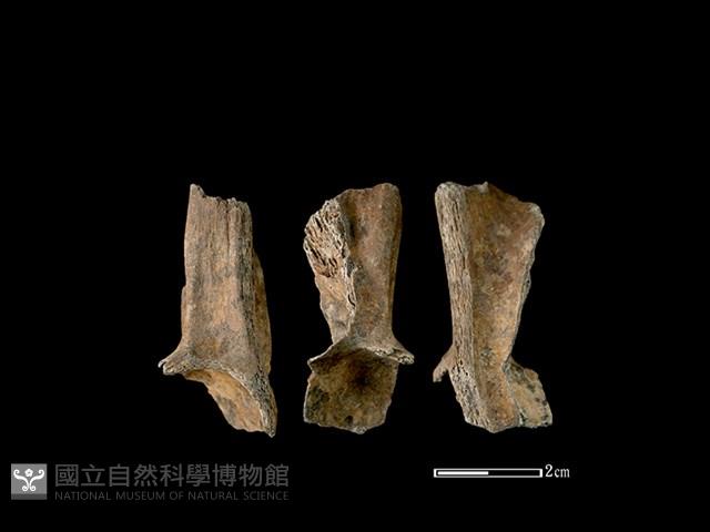 山羌骨藏品圖，第1張