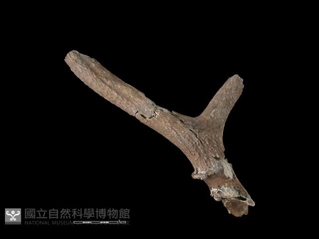 梅花鹿骨藏品圖，第1張