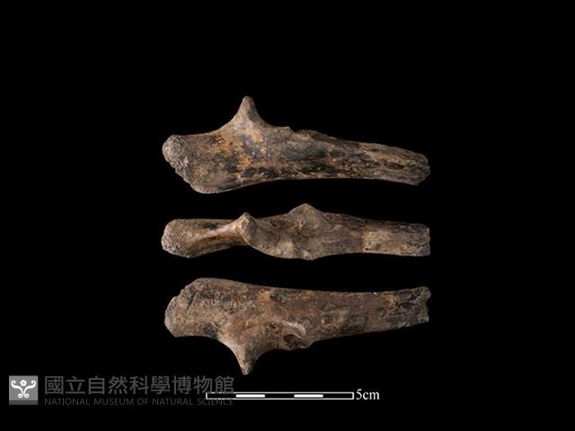 豬骨藏品圖，第1張