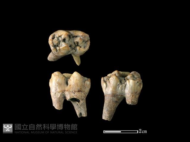 豬骨藏品圖，第1張