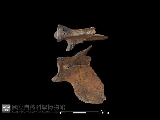 狗獾骨藏品圖，第1張