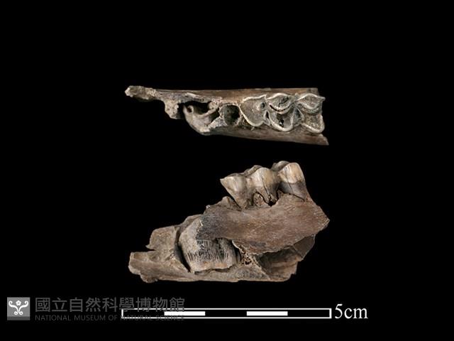 梅花鹿骨藏品圖，第1張