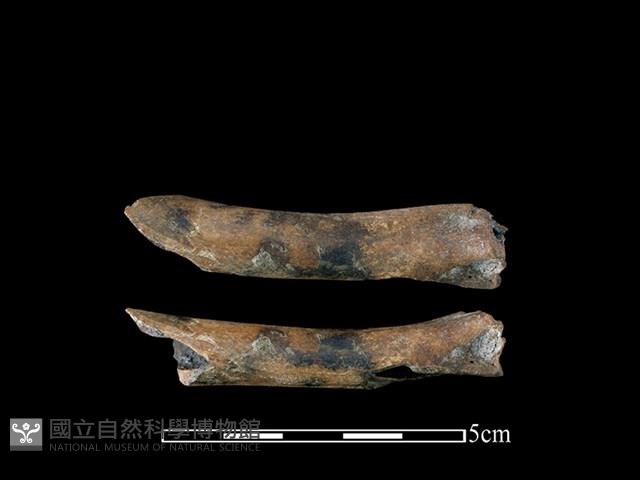 獐骨藏品圖，第1張