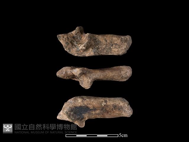 豬骨藏品圖，第1張