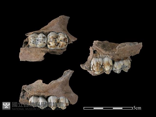 豬骨藏品圖，第1張