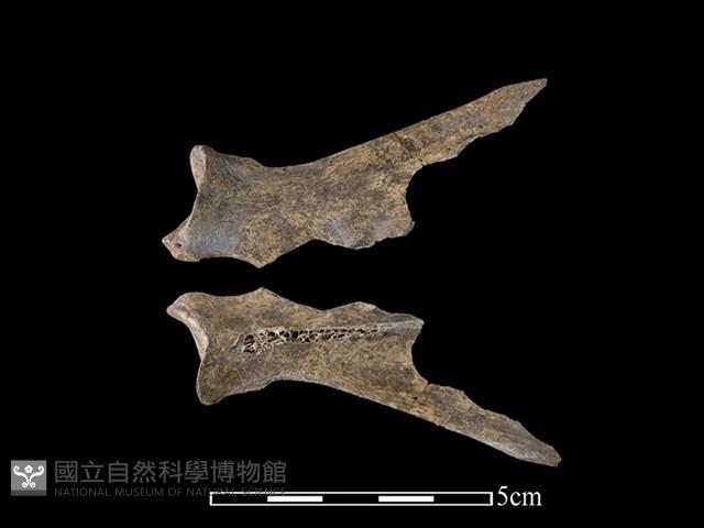 狗骨藏品圖，第1張