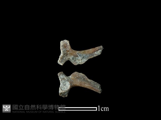 鼠類骨藏品圖，第1張