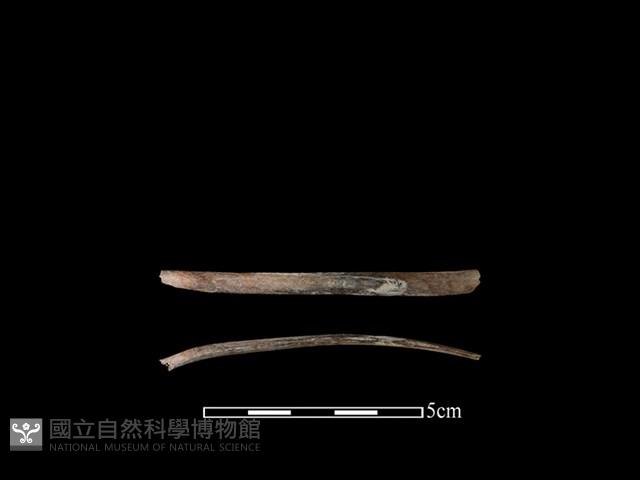 山羌骨藏品圖，第1張