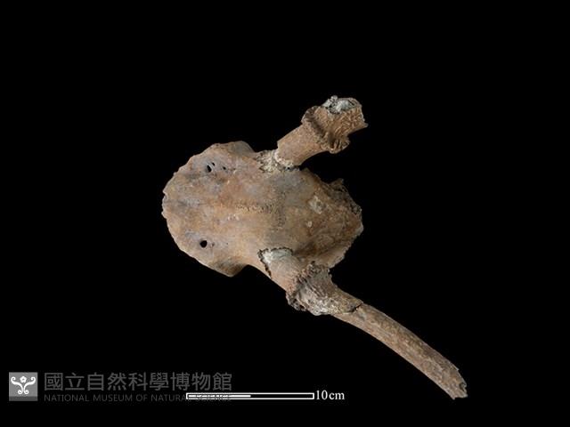 梅花鹿骨藏品圖，第1張