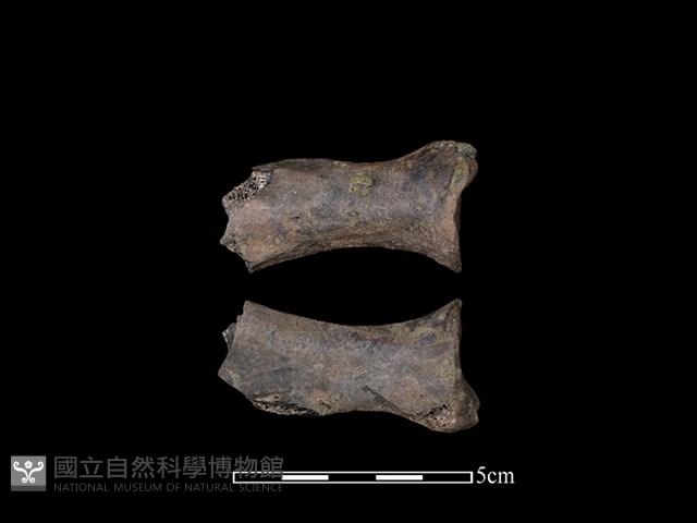 豬骨藏品圖，第1張