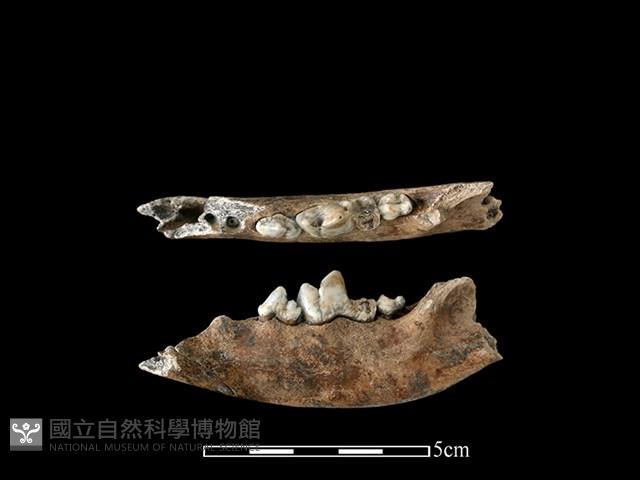狗骨藏品圖，第1張