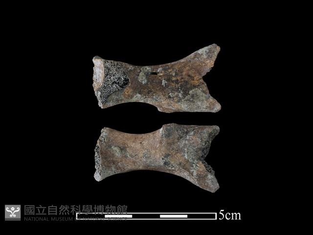 狗獾骨藏品圖，第1張