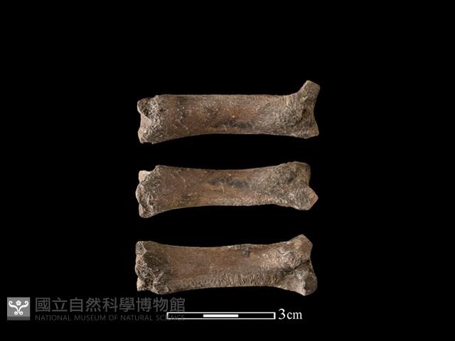 豬骨藏品圖，第1張