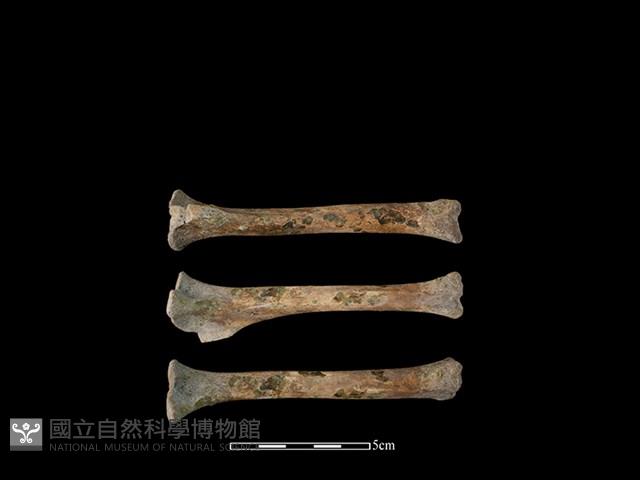 狗骨藏品圖，第1張