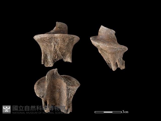 梅花鹿骨藏品圖，第1張