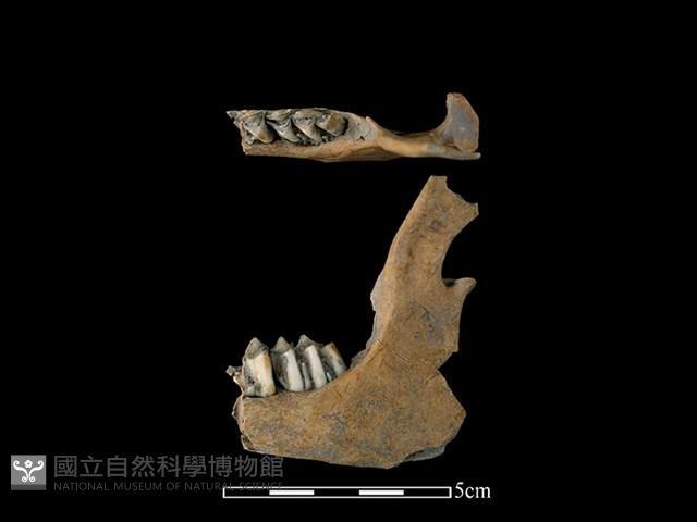 山羌骨藏品圖，第1張