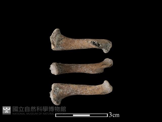 豬骨藏品圖，第1張