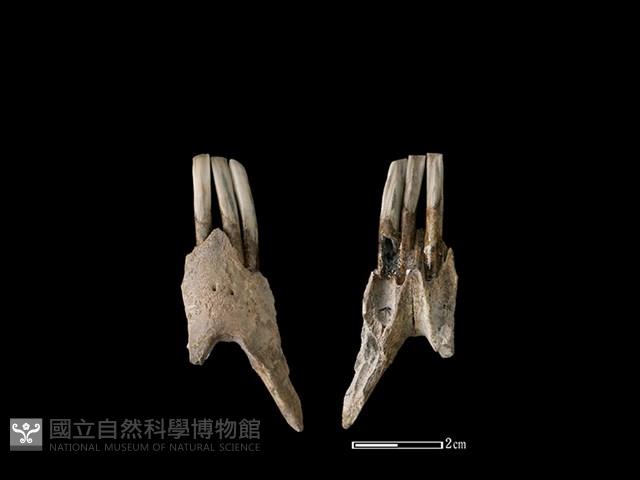 台灣野豬藏品圖，第1張