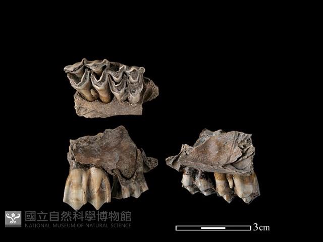 梅花鹿骨藏品圖，第1張