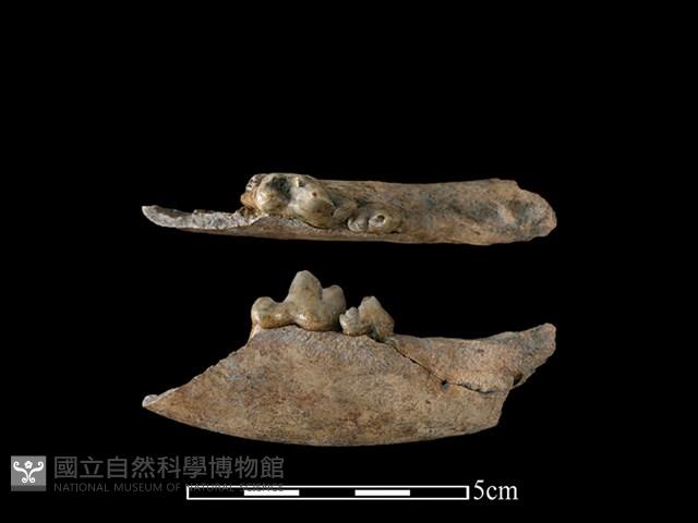 狗骨藏品圖，第1張