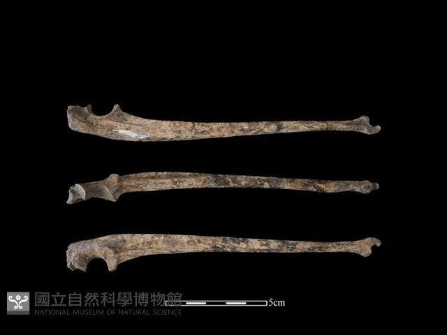 台灣獼猴骨藏品圖，第1張