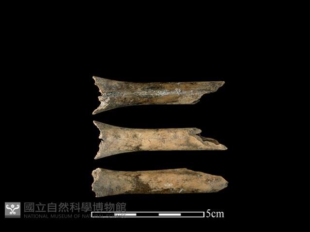 獐骨藏品圖，第1張