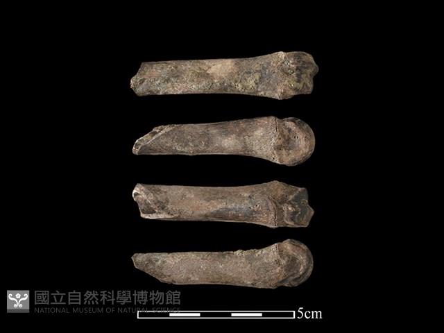 豬骨藏品圖，第1張