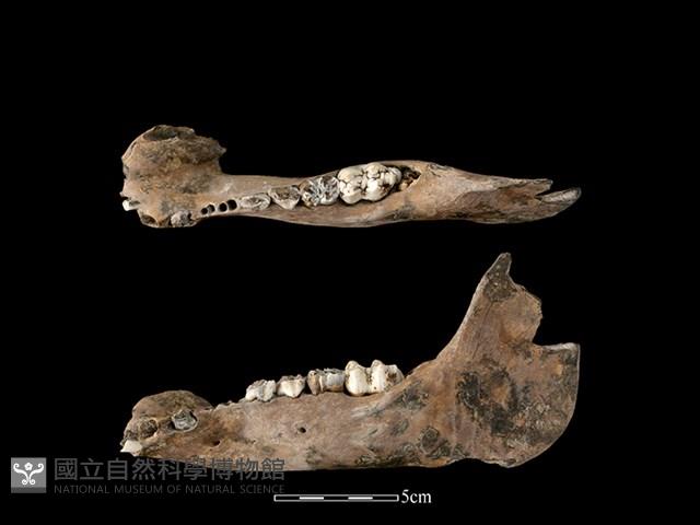 豬骨藏品圖，第1張