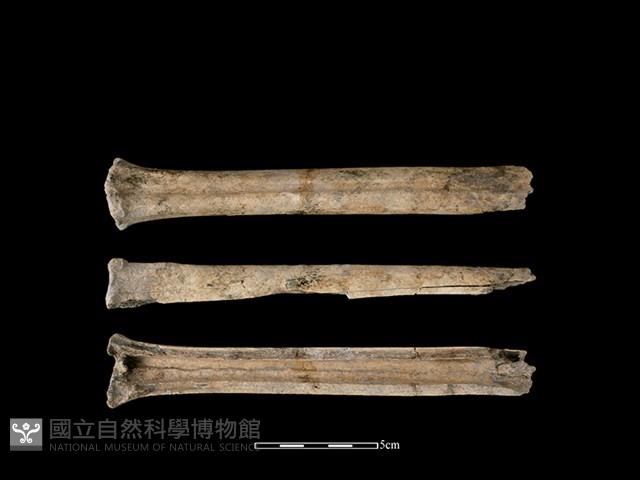 Accession Number:CSCSNS-2019-AB0720 Collection Image