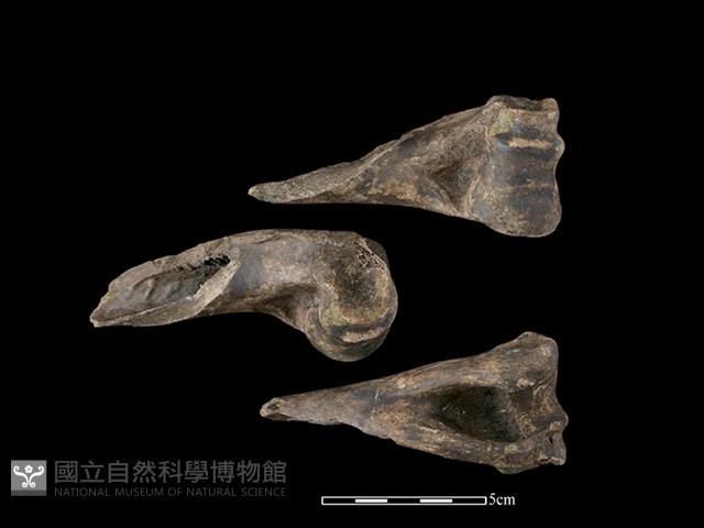 梅花鹿骨藏品圖，第1張