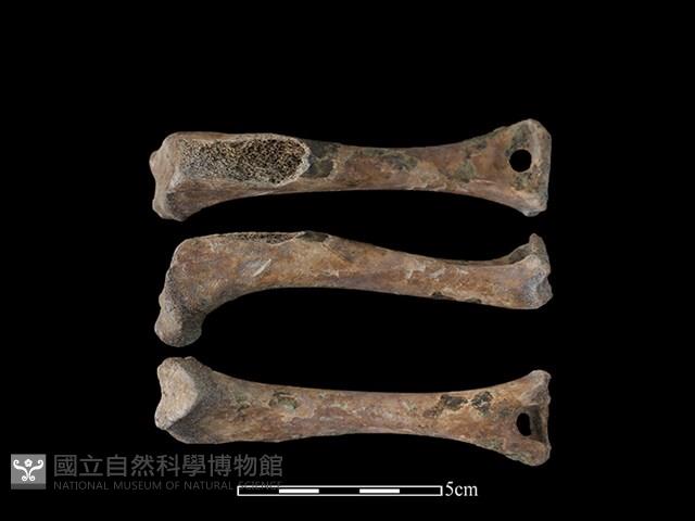 狗骨藏品圖，第1張