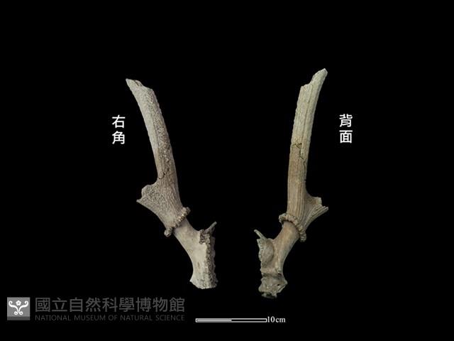 梅花鹿骨藏品圖，第1張