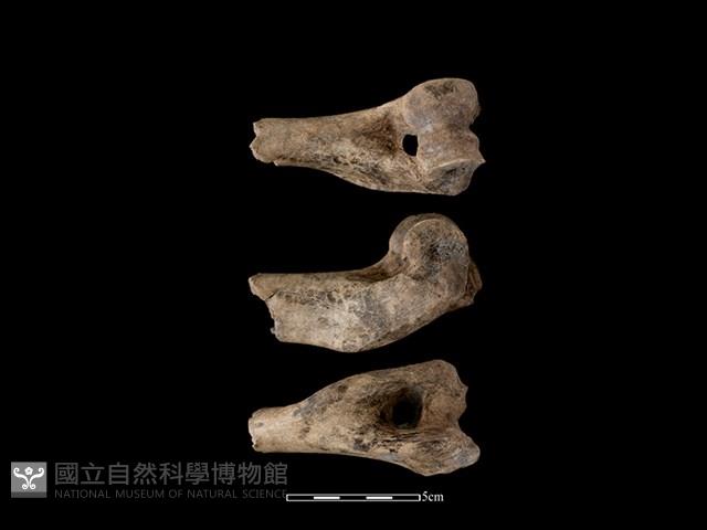 豬骨藏品圖，第1張