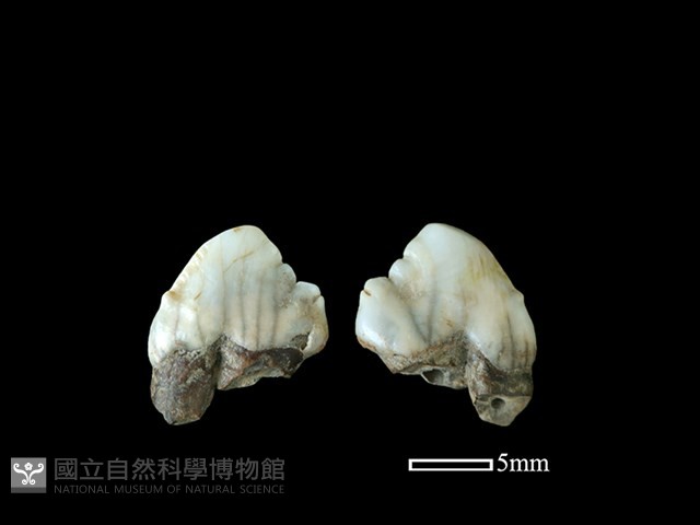 豬骨藏品圖，第1張