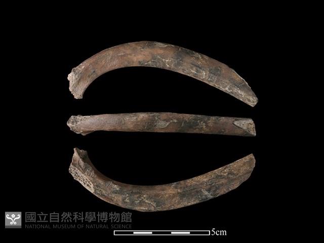 梅花鹿骨藏品圖，第1張