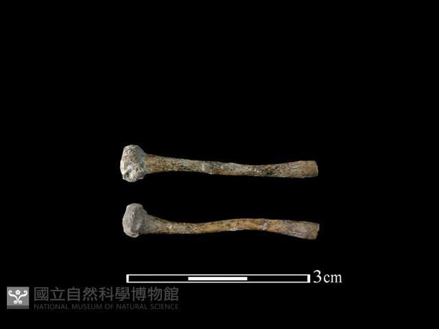 蛙骨藏品圖，第1張