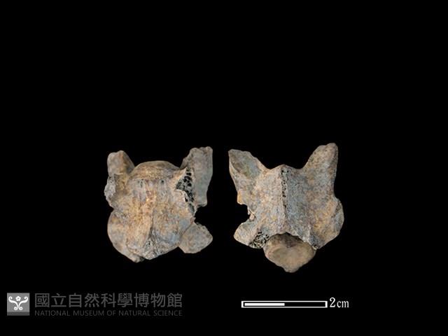 山羌骨藏品圖，第1張