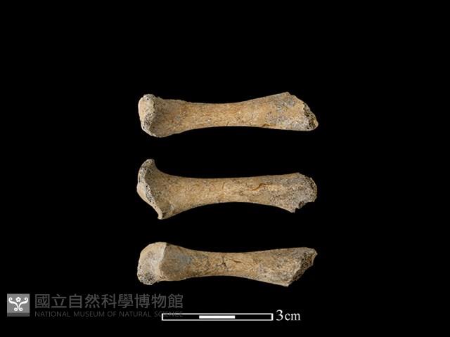 豬骨藏品圖，第1張